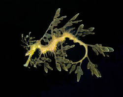 We drove 14 hours straight to find the leafy sea dragon. ... by Cal Mero 